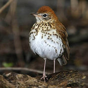 Wood Thrush